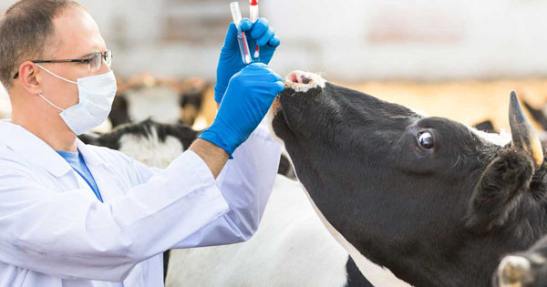 كلية الطب البيطري جامعة الوادي الجديد الأهلية